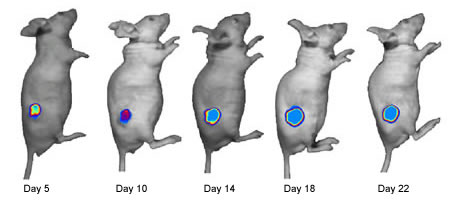 DU-145 Luc Cisplatin Treated Mice