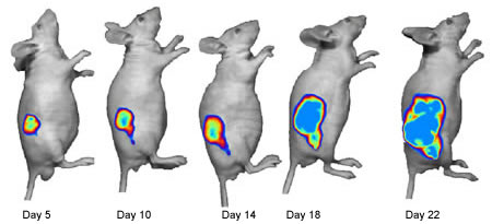 untreated mice