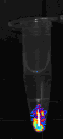 Laboratory grown breast cancers glowing with Red Fluorescent Protein